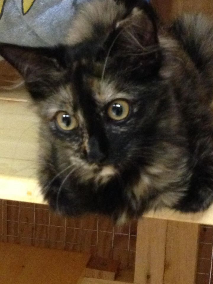 Long haired tortoiseshell sales kitten for sale