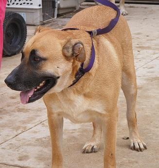 Winston, an adoptable Saint Bernard, Black Mouth Cur in Floresville, TX, 78114 | Photo Image 2