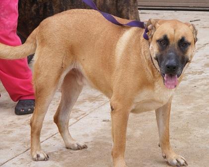 Winston, an adoptable Saint Bernard, Black Mouth Cur in Floresville, TX, 78114 | Photo Image 3