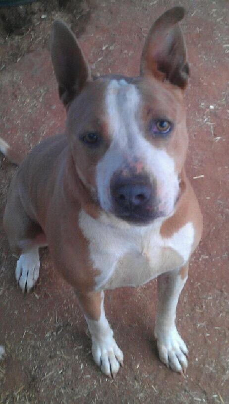 Roxy, an adoptable Pit Bull Terrier in Blanchard, OK, 73010 | Photo Image 1