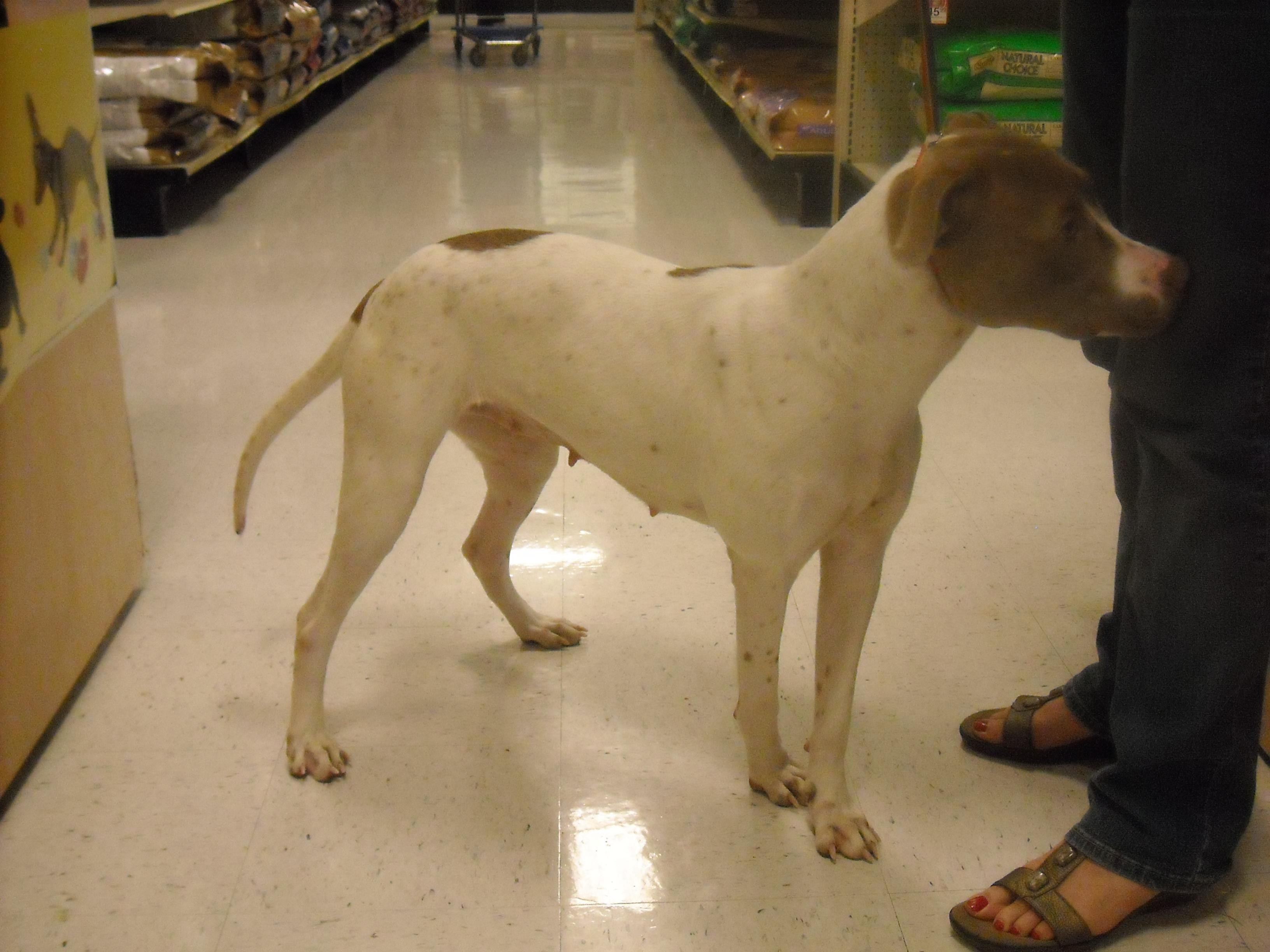 Bella Donna, an adoptable German Shorthaired Pointer in Houston, TX, 77094 | Photo Image 3