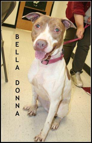 Bella Donna, an adoptable German Shorthaired Pointer in Houston, TX, 77094 | Photo Image 1