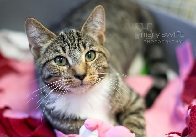 Jackie, an adoptable Domestic Short Hair in Reisterstown, MD, 21136 | Photo Image 1