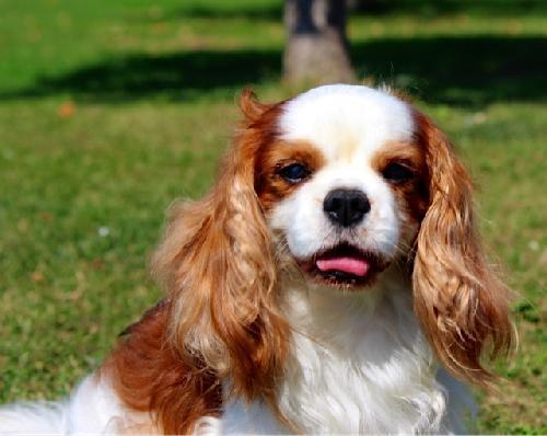 Reddy, an adopted Cavalier King Charles Spaniel in Etobicoke, ON_image-3