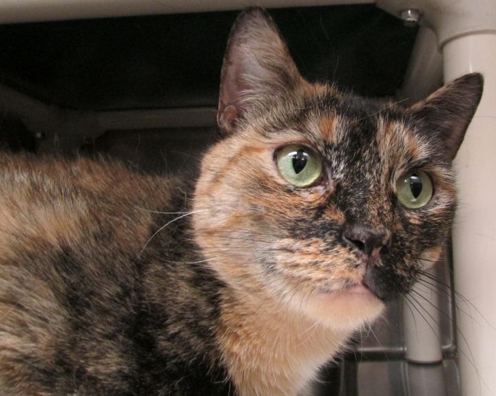 Pumpkin, an adopted Tortoiseshell in Jersey City, NJ_image-3