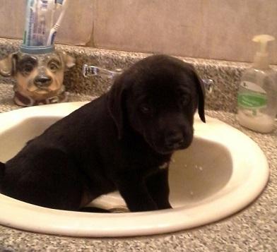 Coffee, an adoptable Black Labrador Retriever in Floresville, TX, 78114 | Photo Image 2