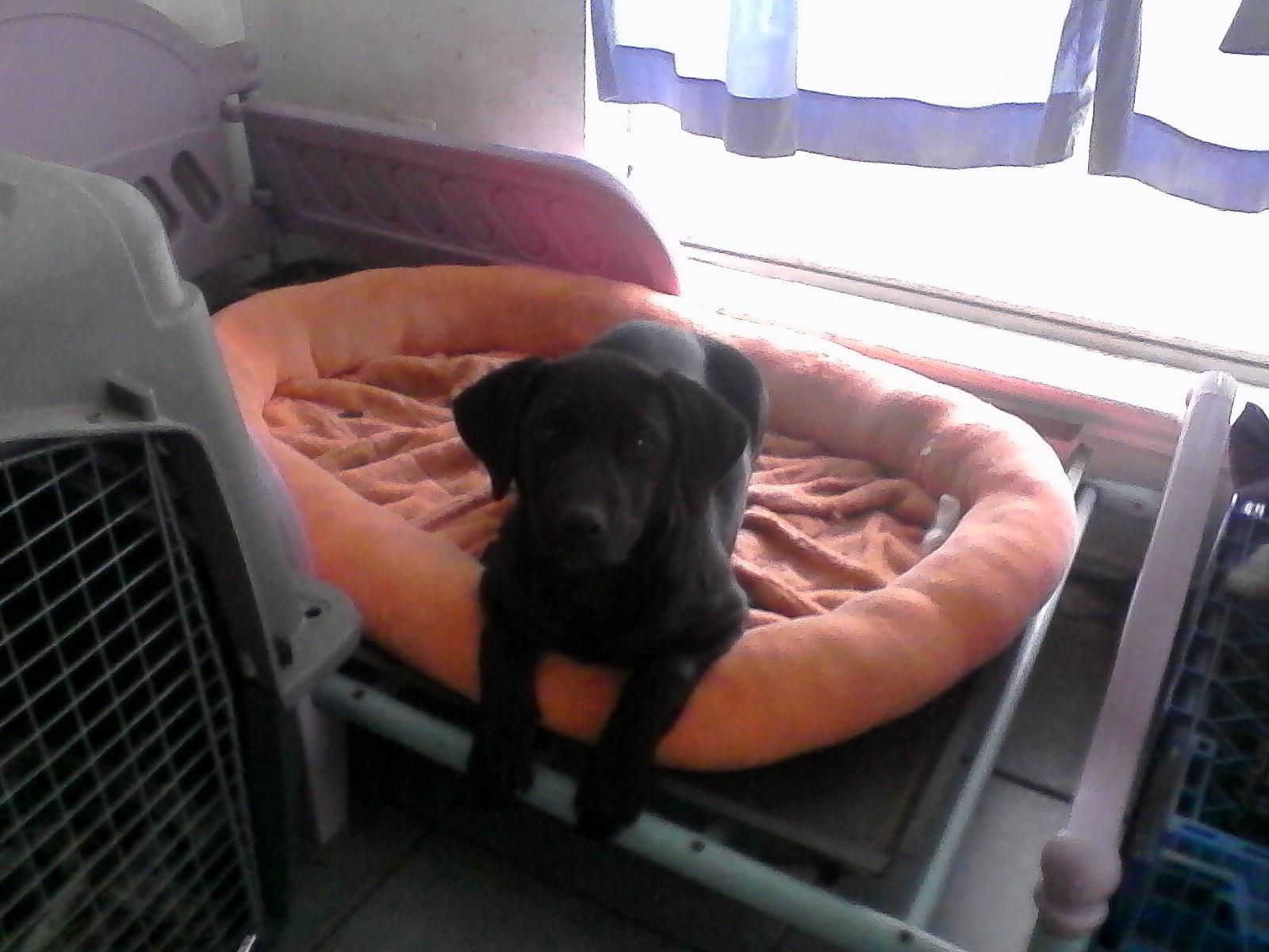 Coffee, an adoptable Black Labrador Retriever in Floresville, TX, 78114 | Photo Image 1