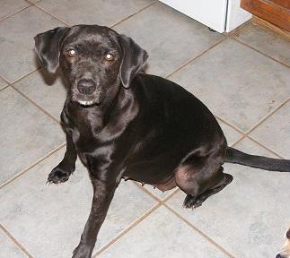 Ebony, an adoptable Black Labrador Retriever in Floresville, TX, 78114 | Photo Image 2