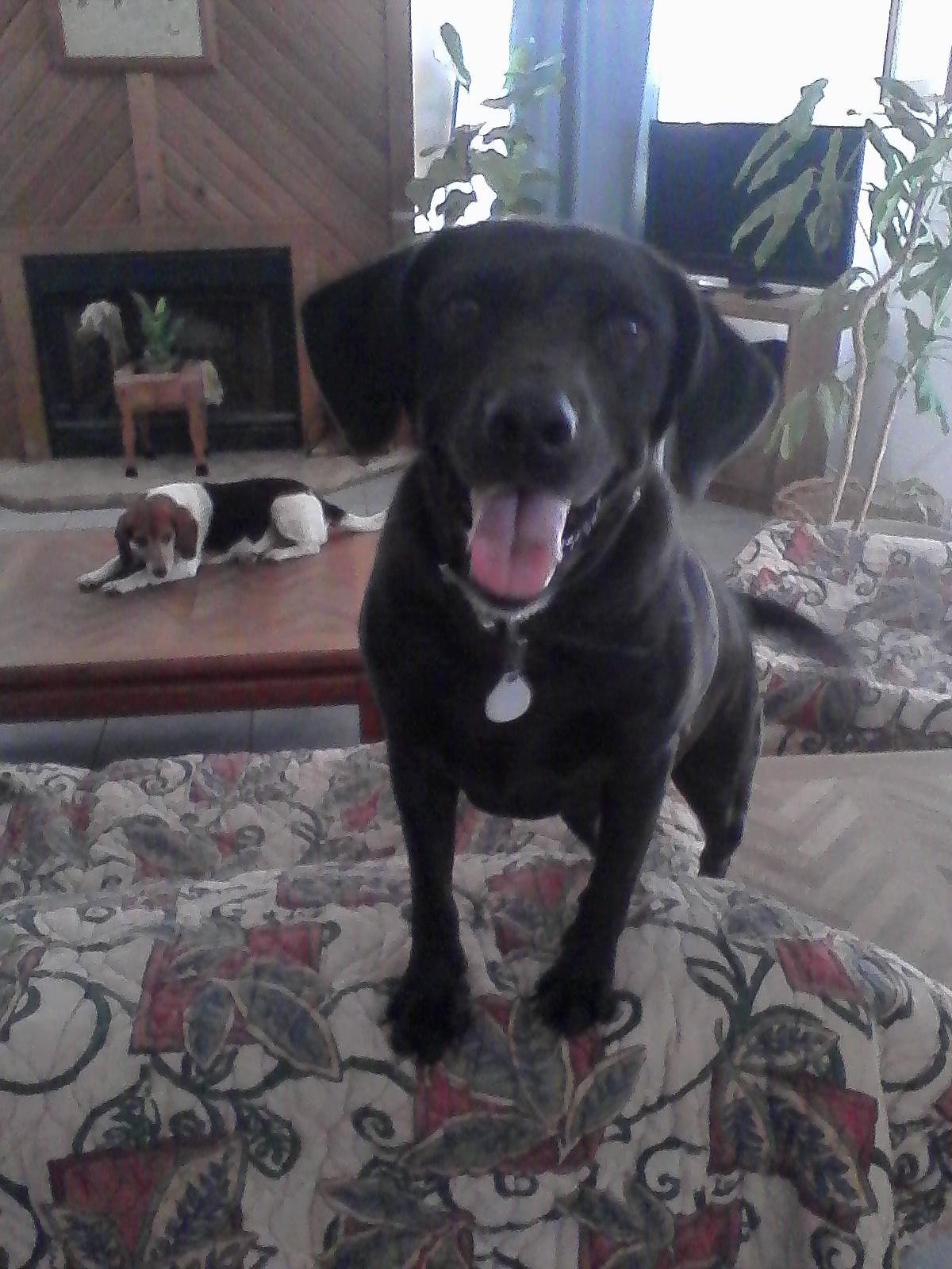 Ebony, an adoptable Black Labrador Retriever in Floresville, TX, 78114 | Photo Image 1