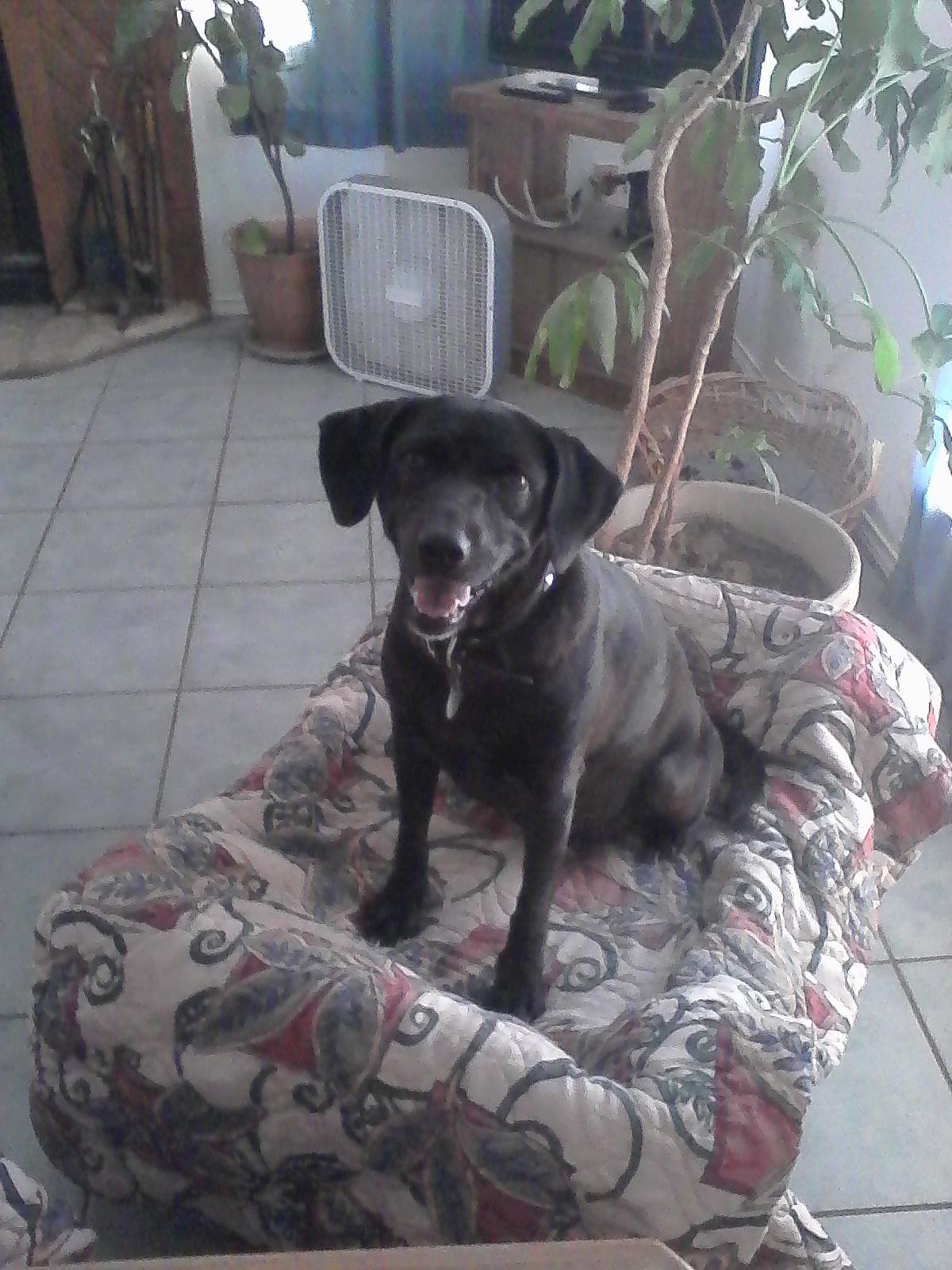 Ebony, an adoptable Black Labrador Retriever in Floresville, TX, 78114 | Photo Image 3