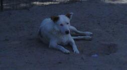 Cash, an adoptable Australian Shepherd in Mabank, TX, 75147 | Photo Image 1