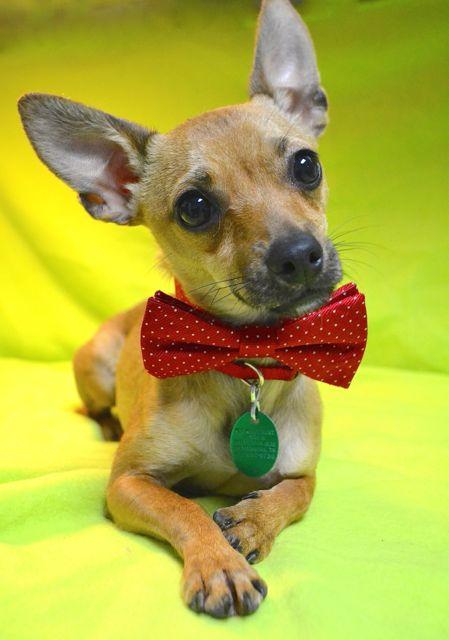 Gimli, an adoptable Chihuahua in Chattanooga, TN, 37415 | Photo Image 2