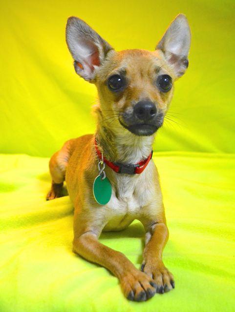 Gimli, an adoptable Chihuahua in Chattanooga, TN, 37415 | Photo Image 6