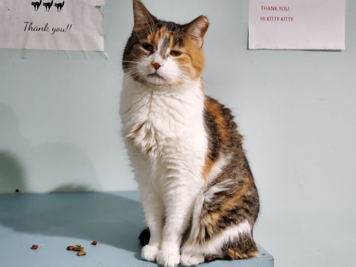 Tammy, an adoptable Calico in Chicago, IL_image-1