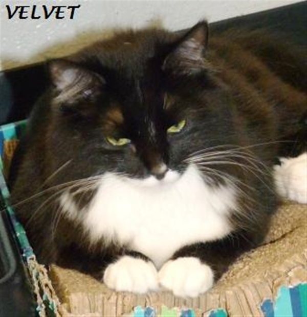 Velvet 3