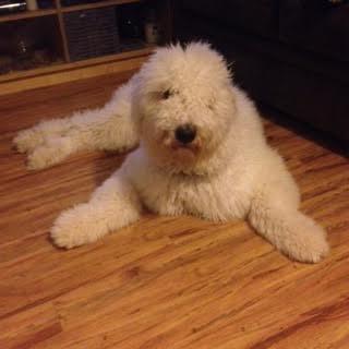 Dex, adoption pending, an adopted Komondor in Lucknow, ON_image-2