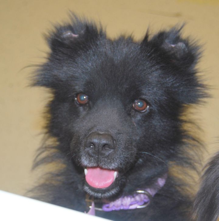 Maggie, an adopted American Eskimo Dog & Pomeranian Mix in Kansas City, MO_image-1