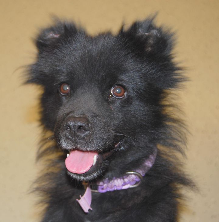 Maggie, an adopted American Eskimo Dog & Pomeranian Mix in Kansas City, MO_image-2
