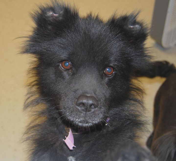 Maggie, an adopted American Eskimo Dog & Pomeranian Mix in Kansas City, MO_image-3