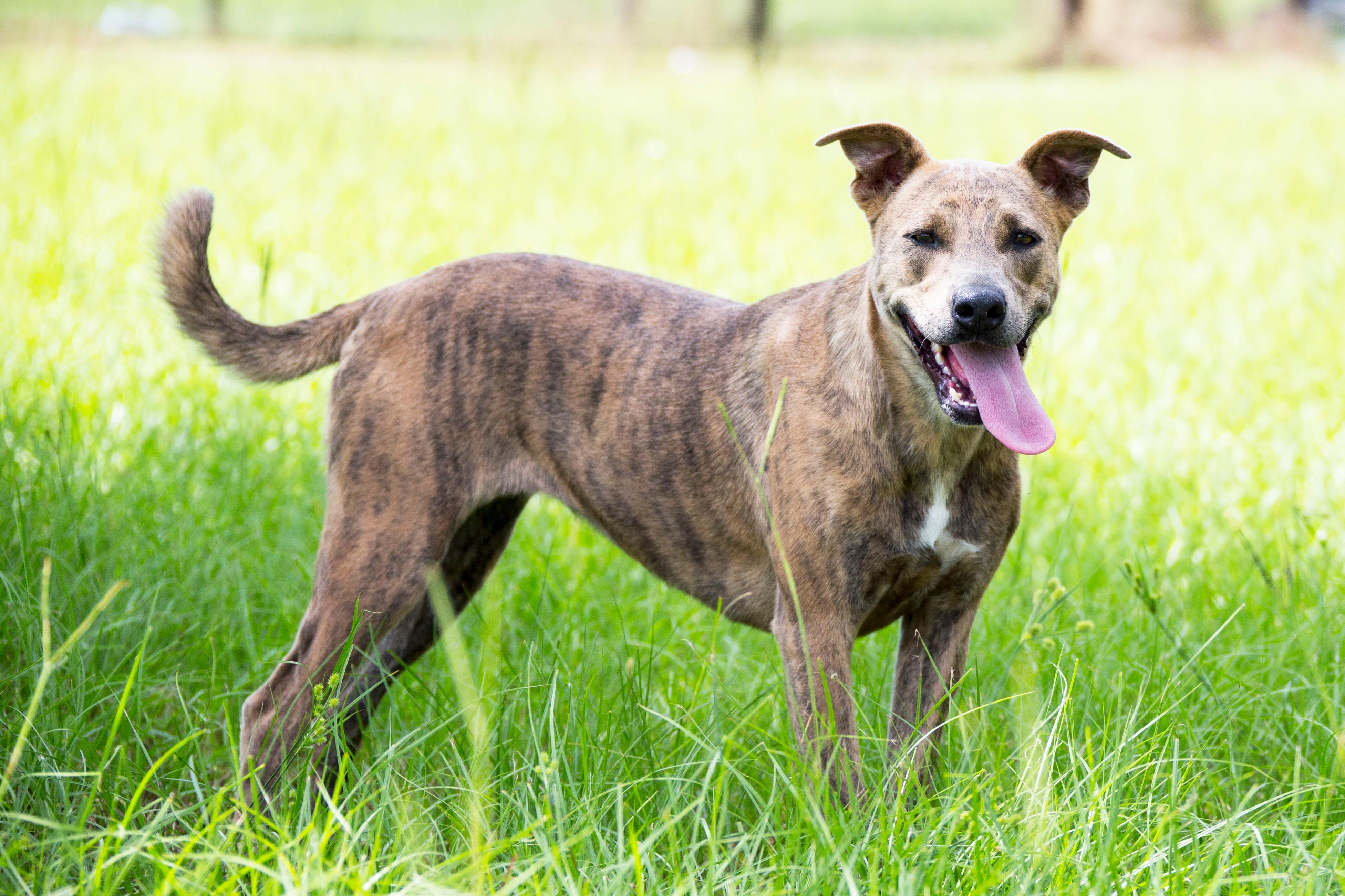 Dog for adoption - Kailey, an Australian Cattle Dog / Blue Heeler