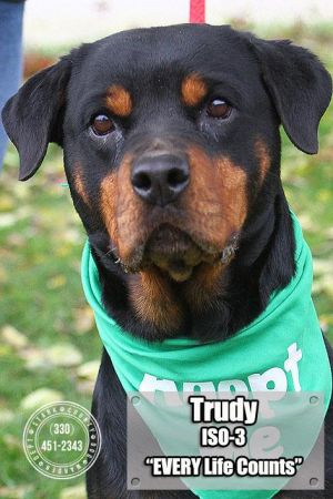 ISO-3 Trudy/Adopted