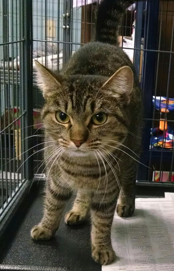 Cat for adoption - Grace, a Tiger &amp; Domestic Short Hair Mix in