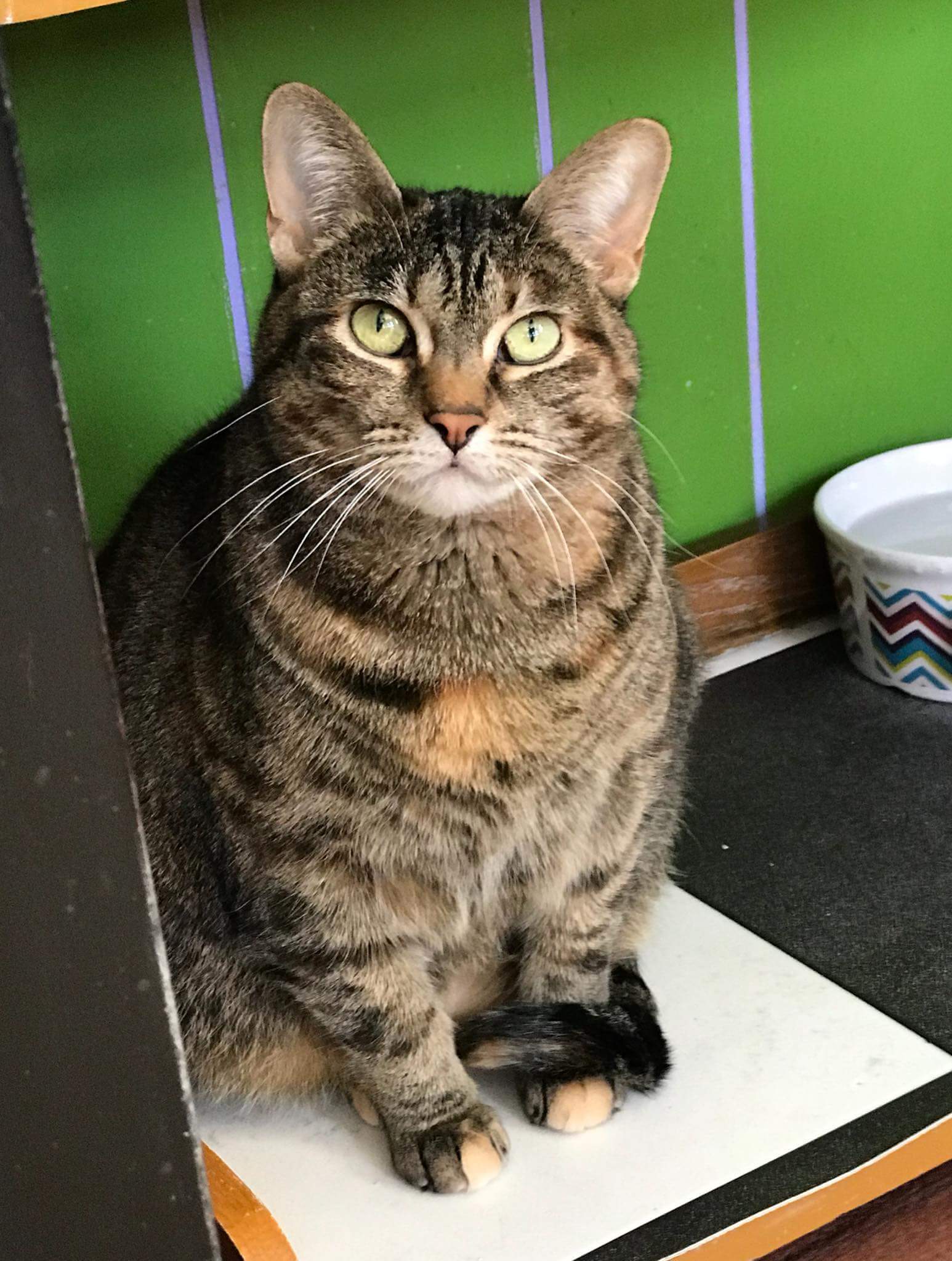 Cat for adoption Grace, a Tiger & Domestic Short Hair Mix in