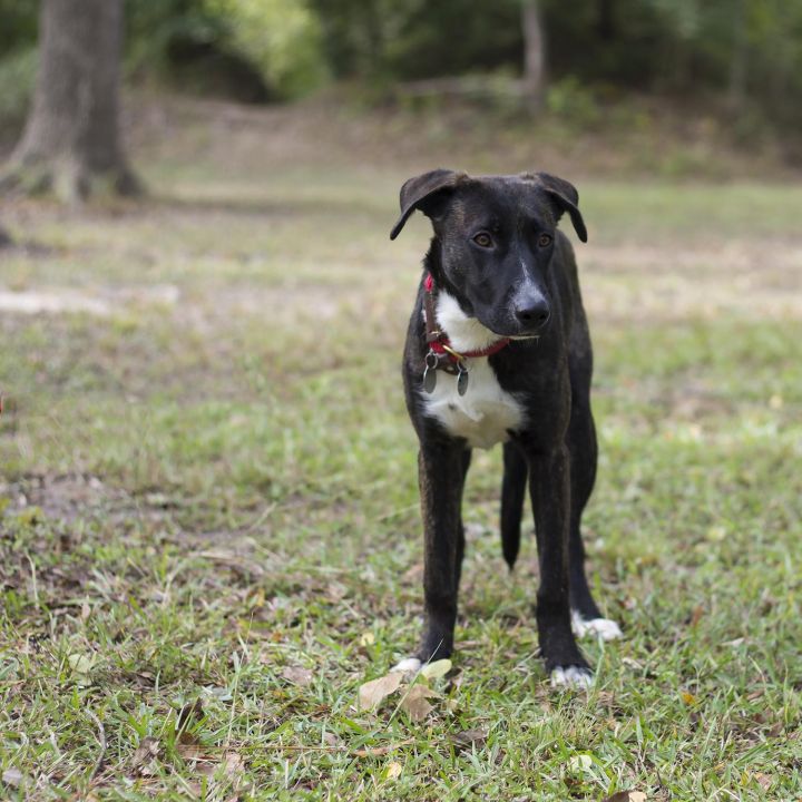 Dora, an adopted Plott Hound & Greyhound Mix in Houston, TX_image-2