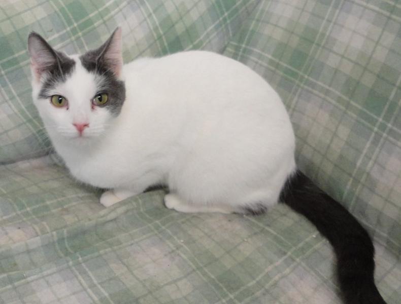 Marshmallow, an adoptable Domestic Short Hair in Stuart, VA, 24171 | Photo Image 1