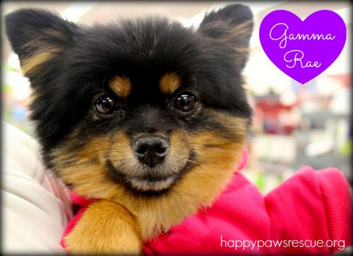 Gamma Rae, an adopted Pomeranian Mix in South Plainfield, NJ_image-2