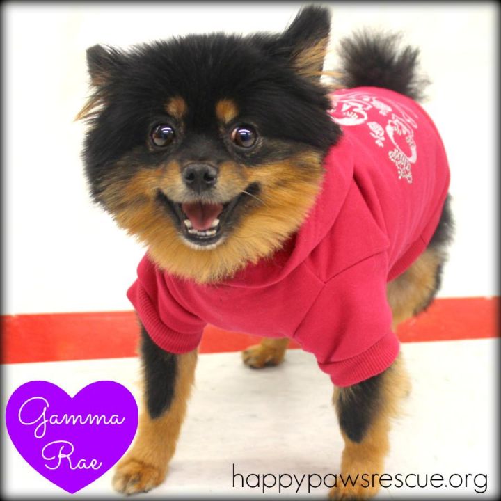 Gamma Rae, an adopted Pomeranian Mix in South Plainfield, NJ_image-3