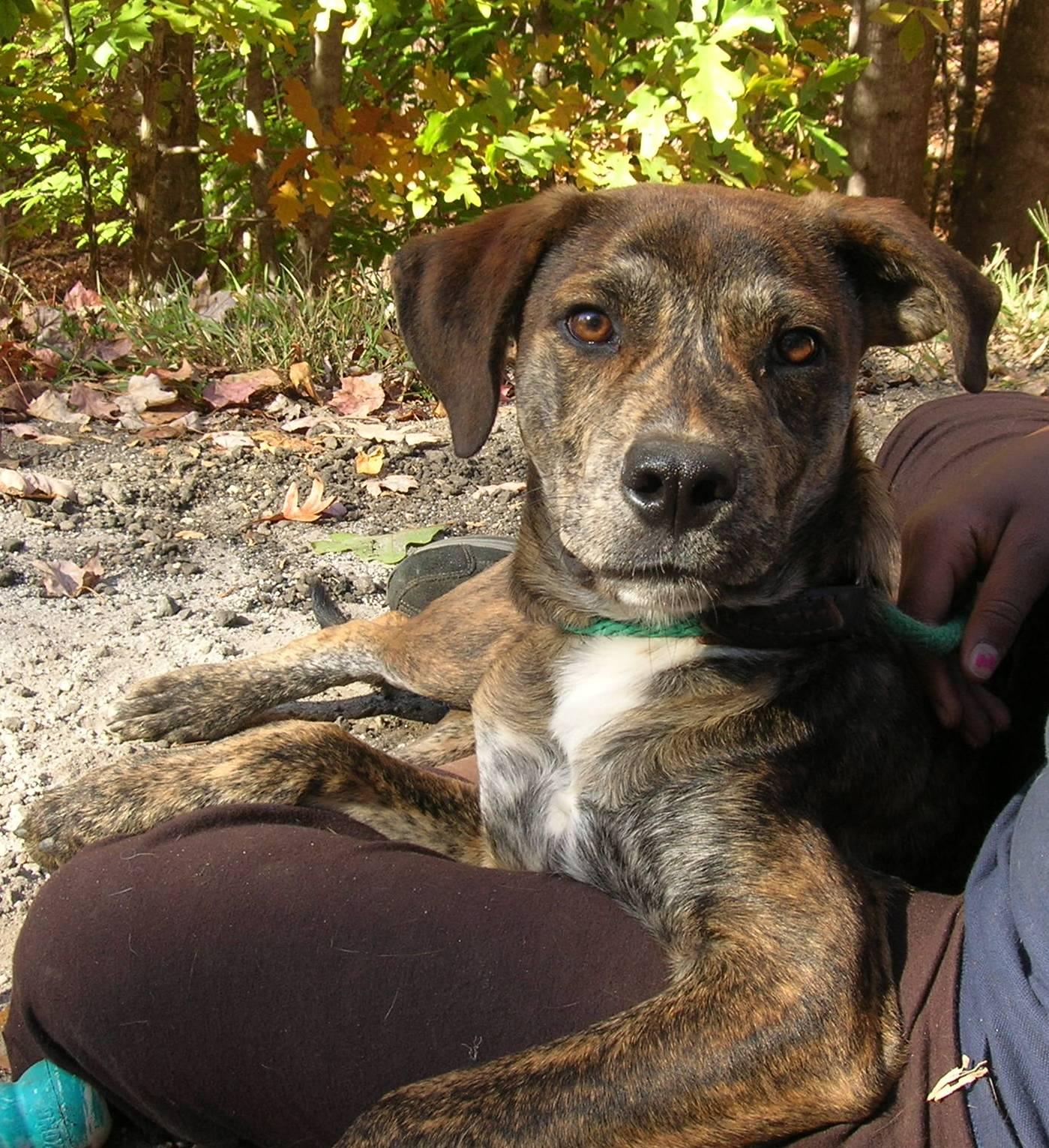 Cody, an adoptable Plott Hound, Boxer in Westminster, SC, 29693 | Photo Image 1