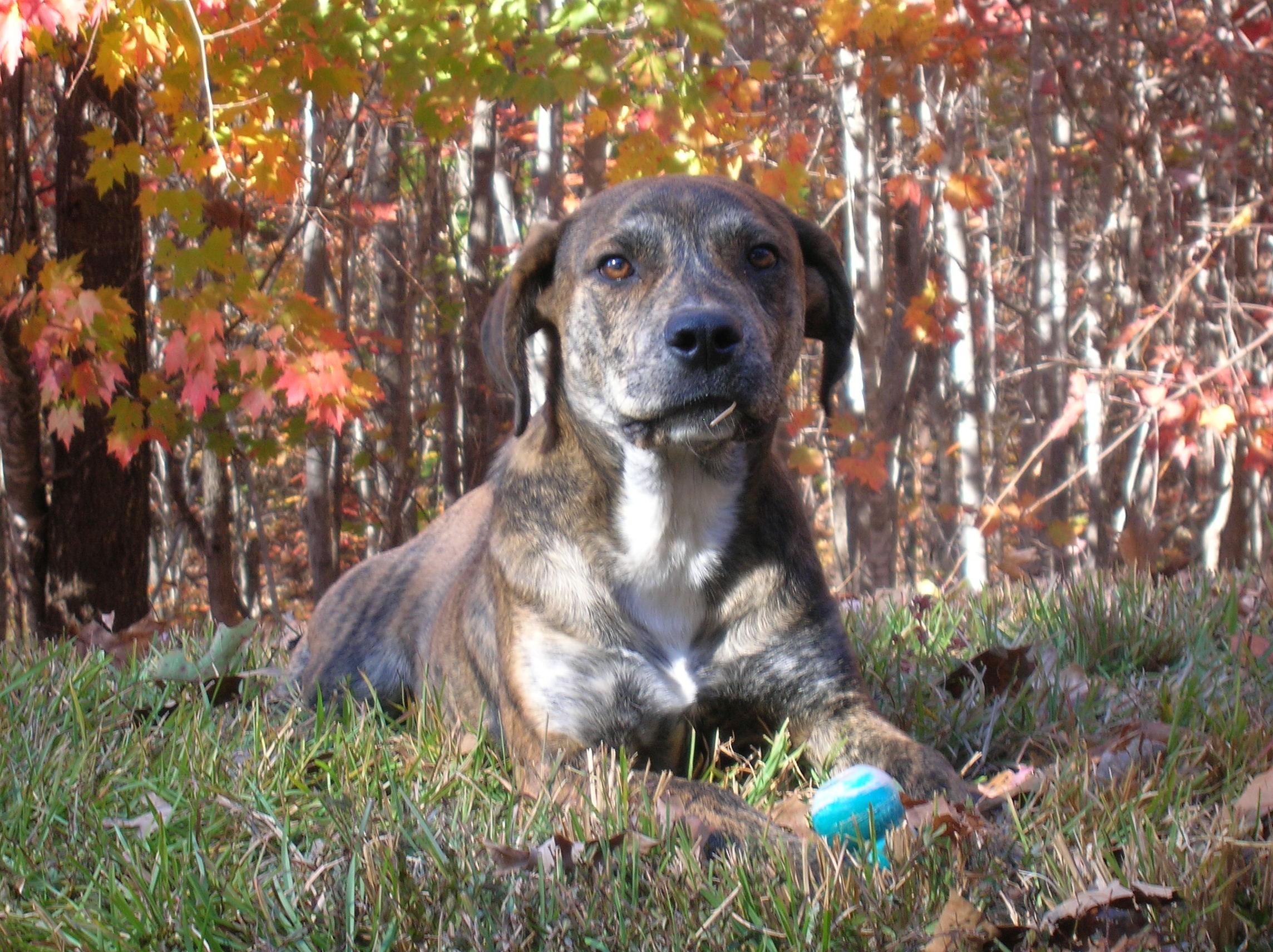 Cody, an adoptable Plott Hound, Boxer in Westminster, SC, 29693 | Photo Image 2