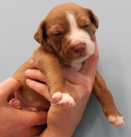 Paisleys Puppy Prince Charming Adoption Pending detail page