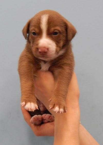 Paisley's Puppy: Smitten *Adoption Pending*