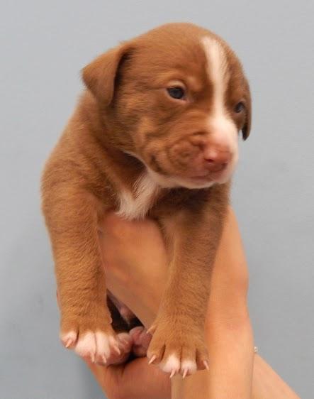 Paisley's Puppy: Smitten *Adoption Pending* 2