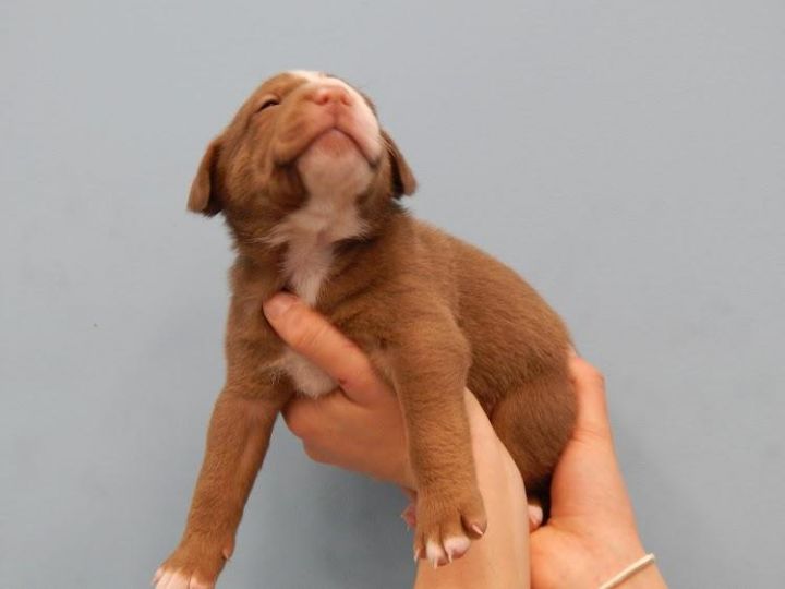Paisley's Puppy: Smitten *Adoption Pending* 3