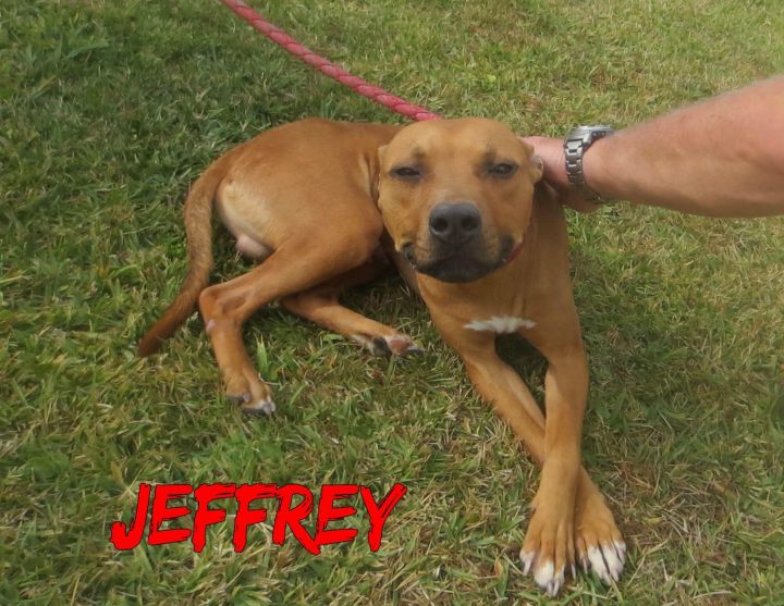 Jeffrey 1