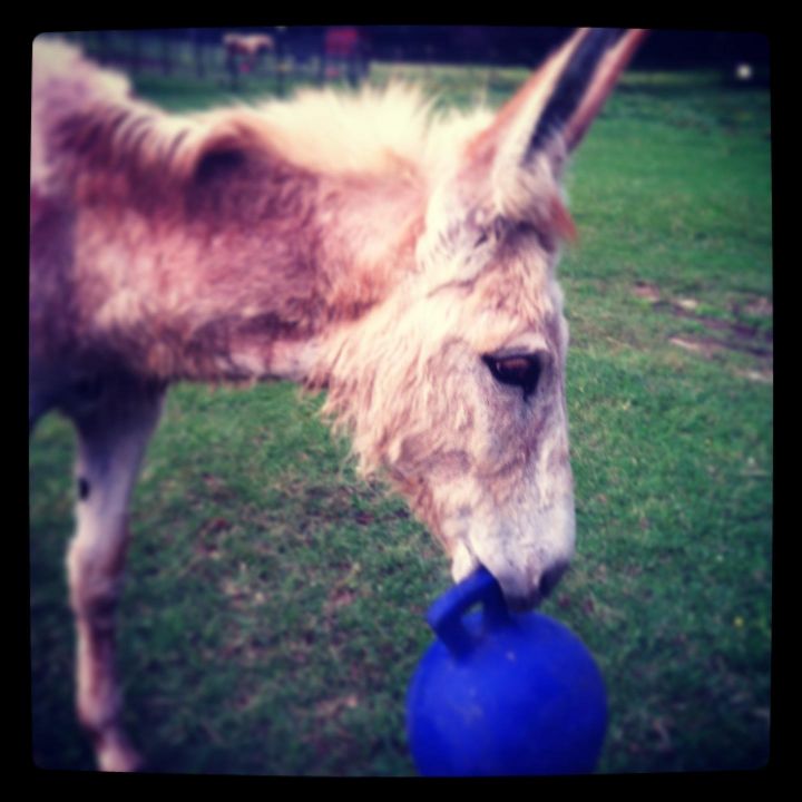 DonkeyAKA Homer-NEEDING SPONSOR, an adoptable Donkey in Nashville, TN_image-3