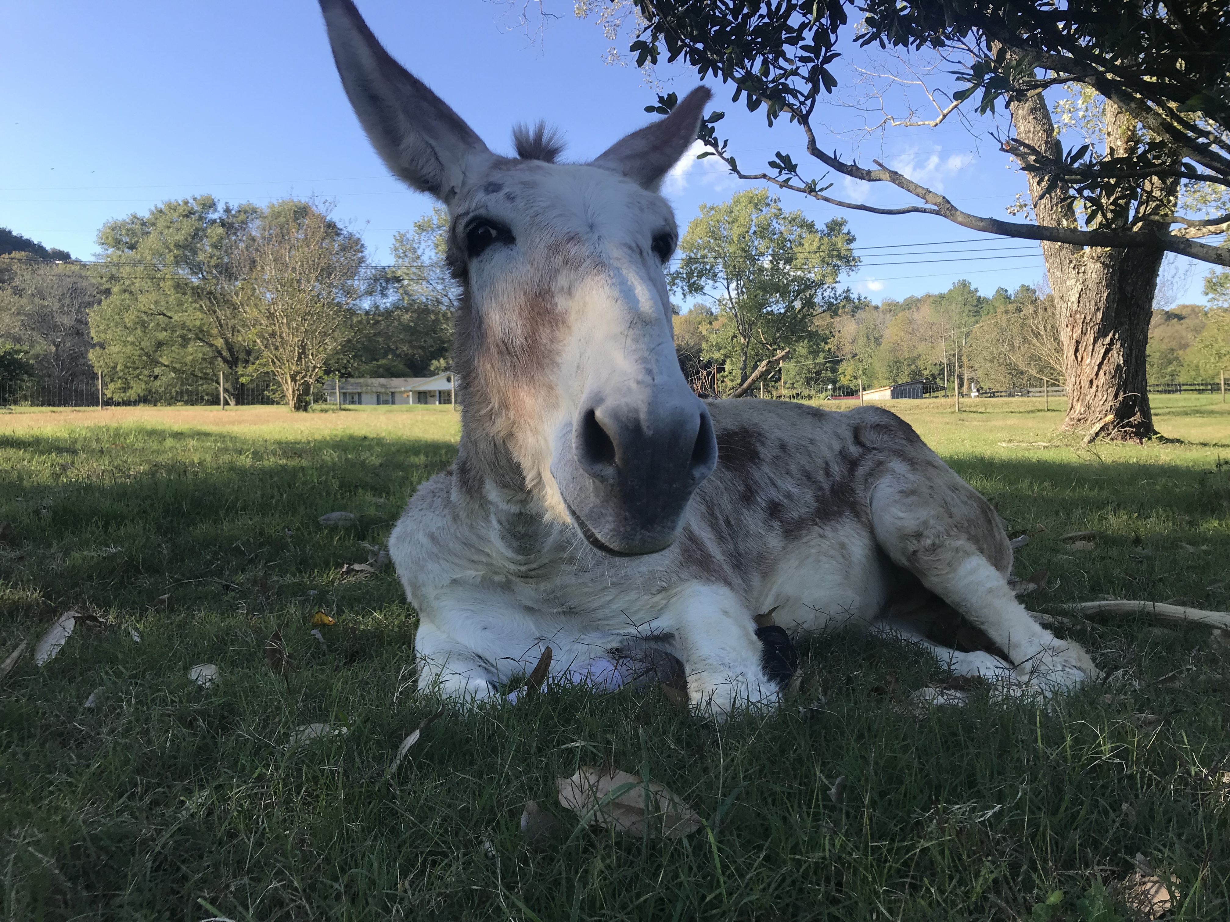 Donkey for adoption - DonkeyAKA Homer-NEEDING SPONSOR, a ...