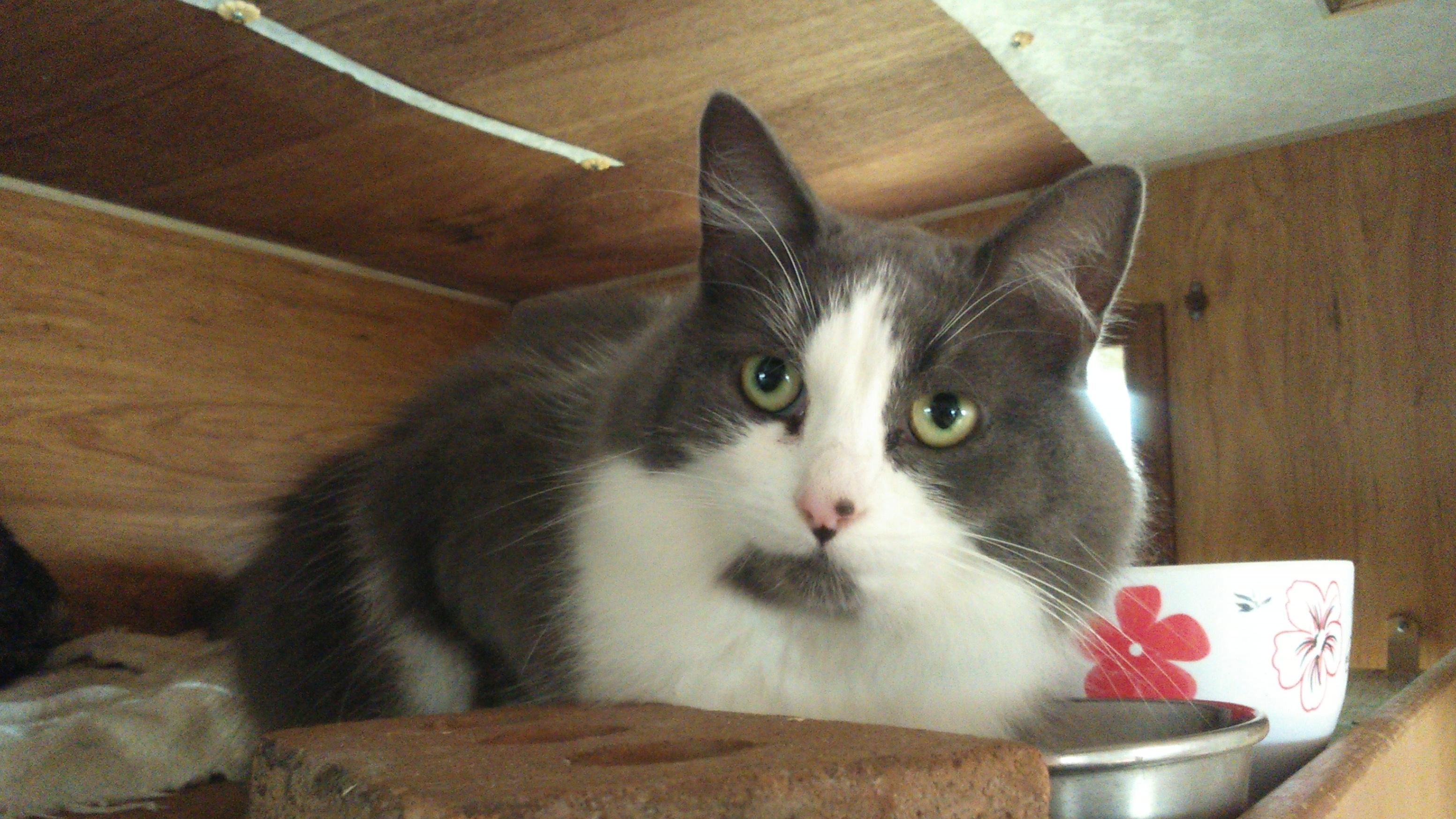 CHRISSY, an adoptable Domestic Medium Hair in Nepean, ON, K2J 0P9 | Photo Image 2
