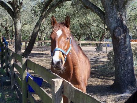 Mambo Appeal, an adoptable Thoroughbred in Oldsmar, FL_image-1