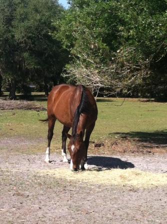 Mambo Appeal, an adoptable Thoroughbred in Oldsmar, FL_image-2