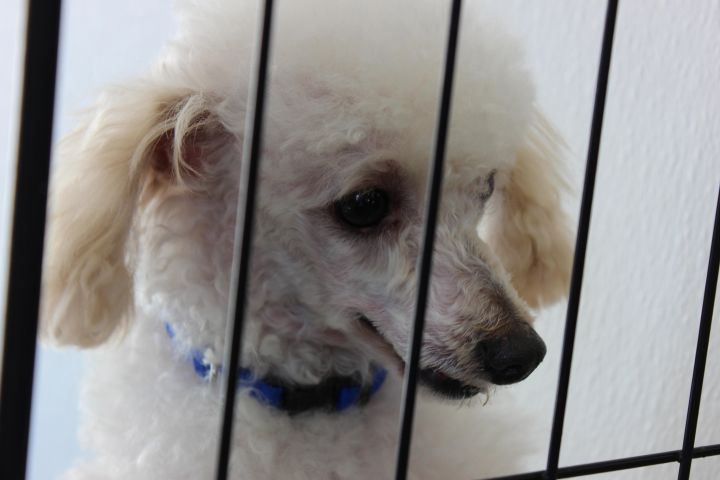 Napoleon - ADOPTED!!! I AM PURE POODLE AND NOBODY WANTS ME.   :( 2