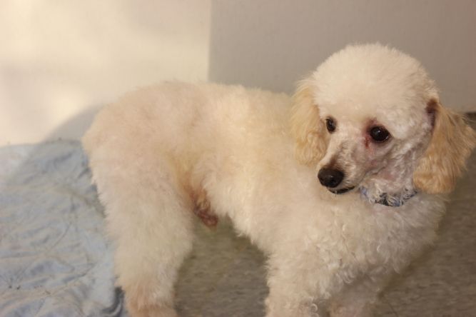 Napoleon - ADOPTED!!! I AM PURE POODLE AND NOBODY WANTS ME.   :(