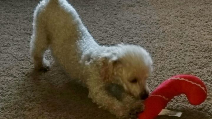 Napoleon - ADOPTED!!! I AM PURE POODLE AND NOBODY WANTS ME.   :( 3