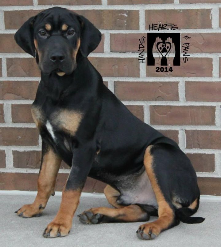 Canyon, an adopted Shar-Pei & Black and Tan Coonhound Mix in Omaha, NE_image-2
