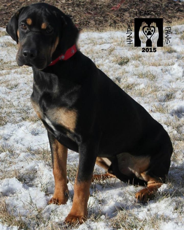 Canyon, an adopted Shar-Pei & Black and Tan Coonhound Mix in Omaha, NE_image-1
