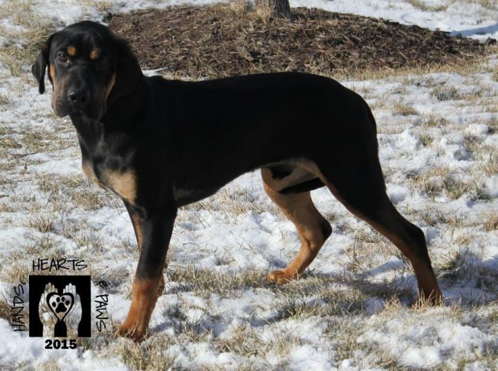 Canyon, an adopted Shar-Pei & Black and Tan Coonhound Mix in Omaha, NE_image-3
