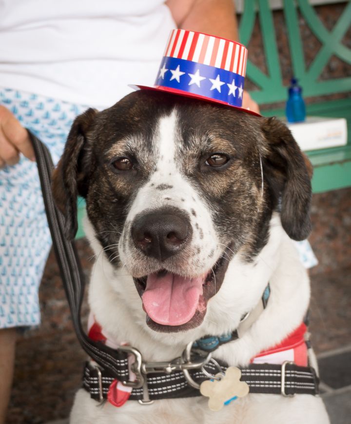 Dog for adoption - Andy Griffith, a Hound Mix in Richmond ...